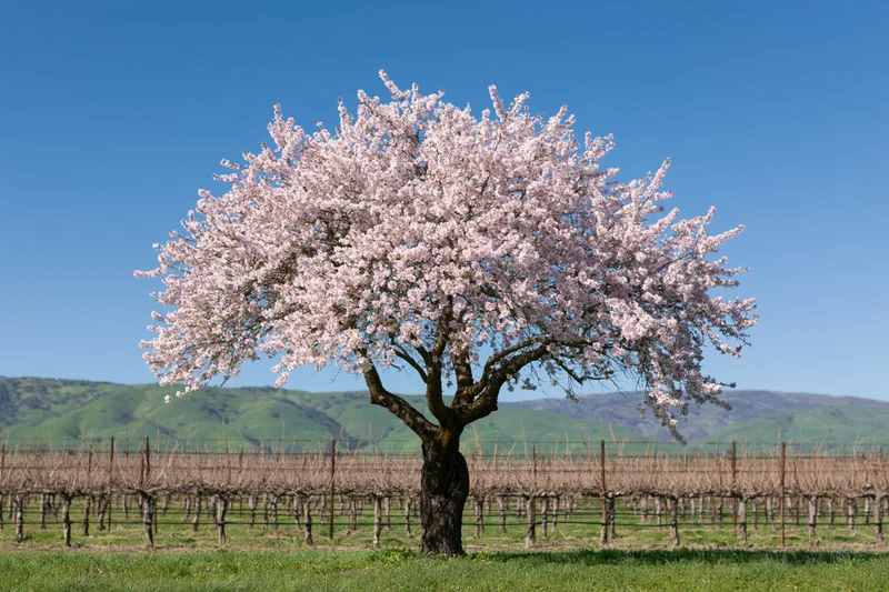 Almond tree in full pink blossom standing alone in a vineyard field with green hills under a clear blue sky