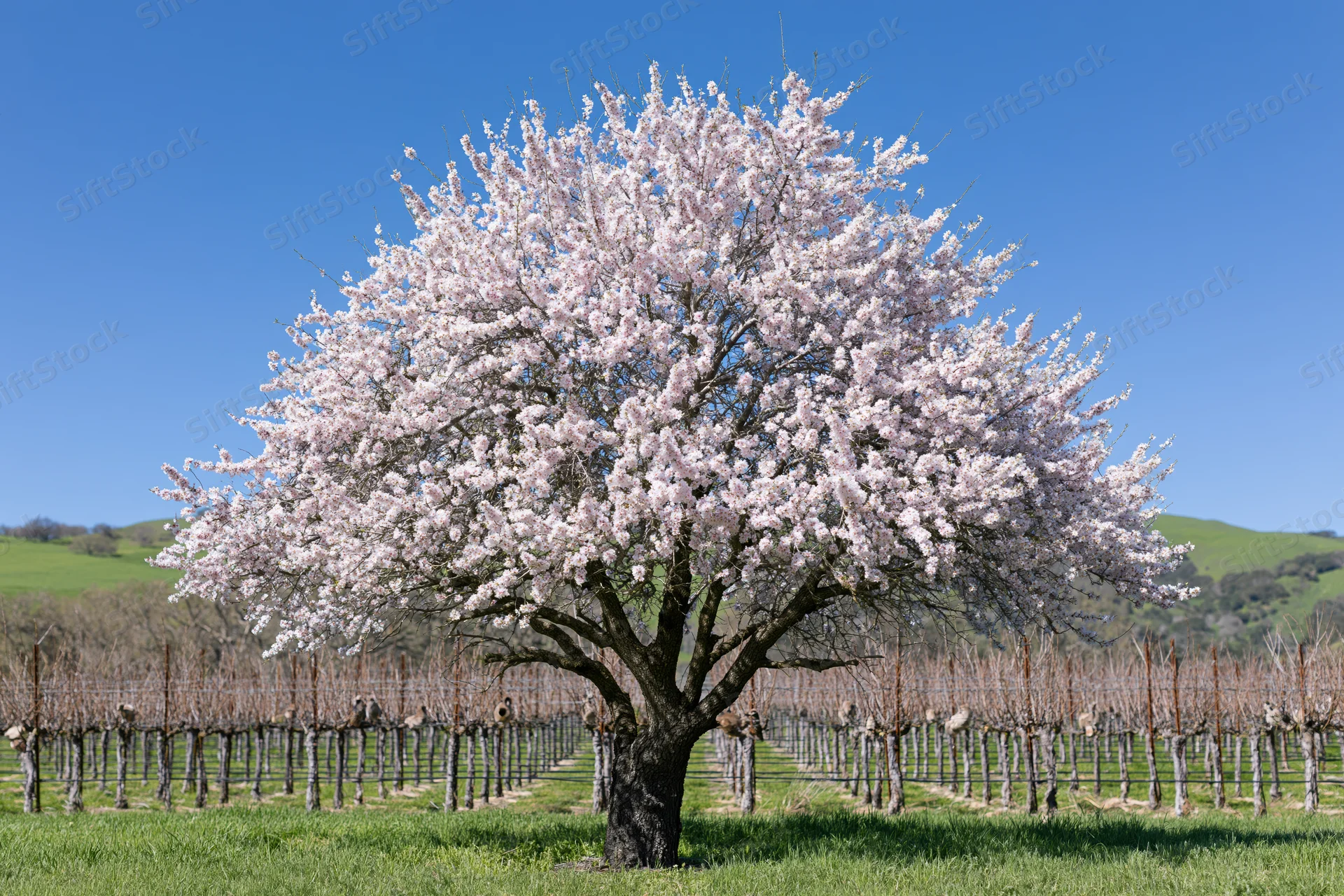 Almond tree in full pink blossom standing alone in a vineyard field
