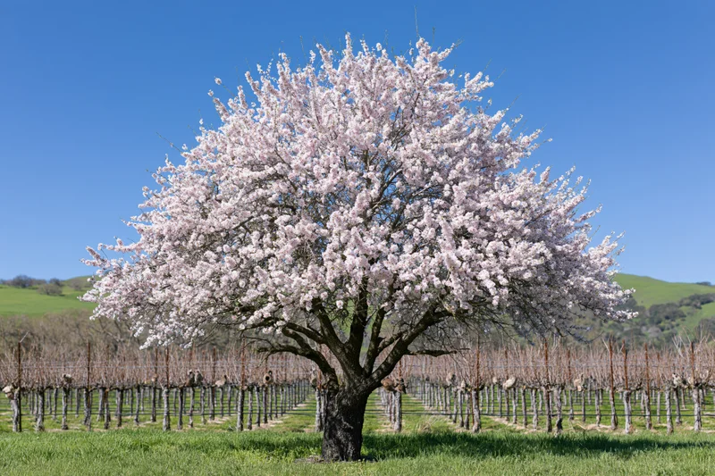 Almond tree in full pink blossom standing alone in a vineyard field