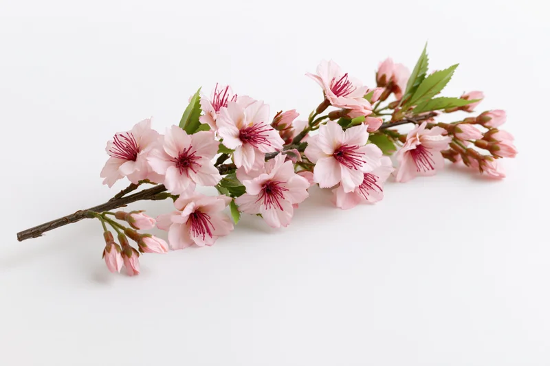 Cherry blossom branch with pink flowers and green leaves on white background