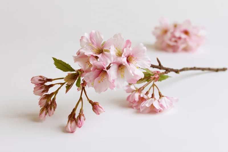 Cherry blossom branch with open pink flowers and buds on white background
