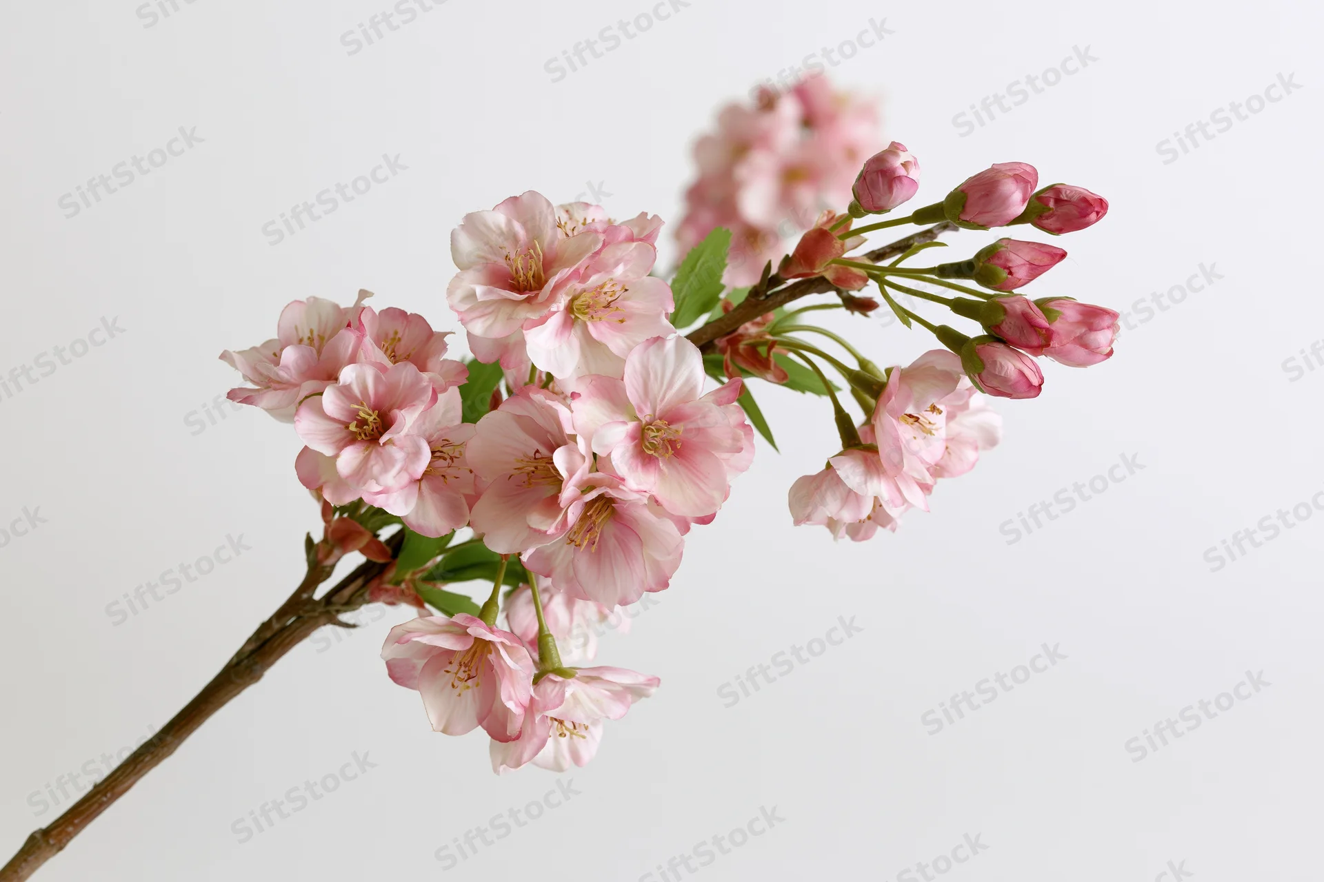 Cherry blossom branch with open and closed pink flowers against white background