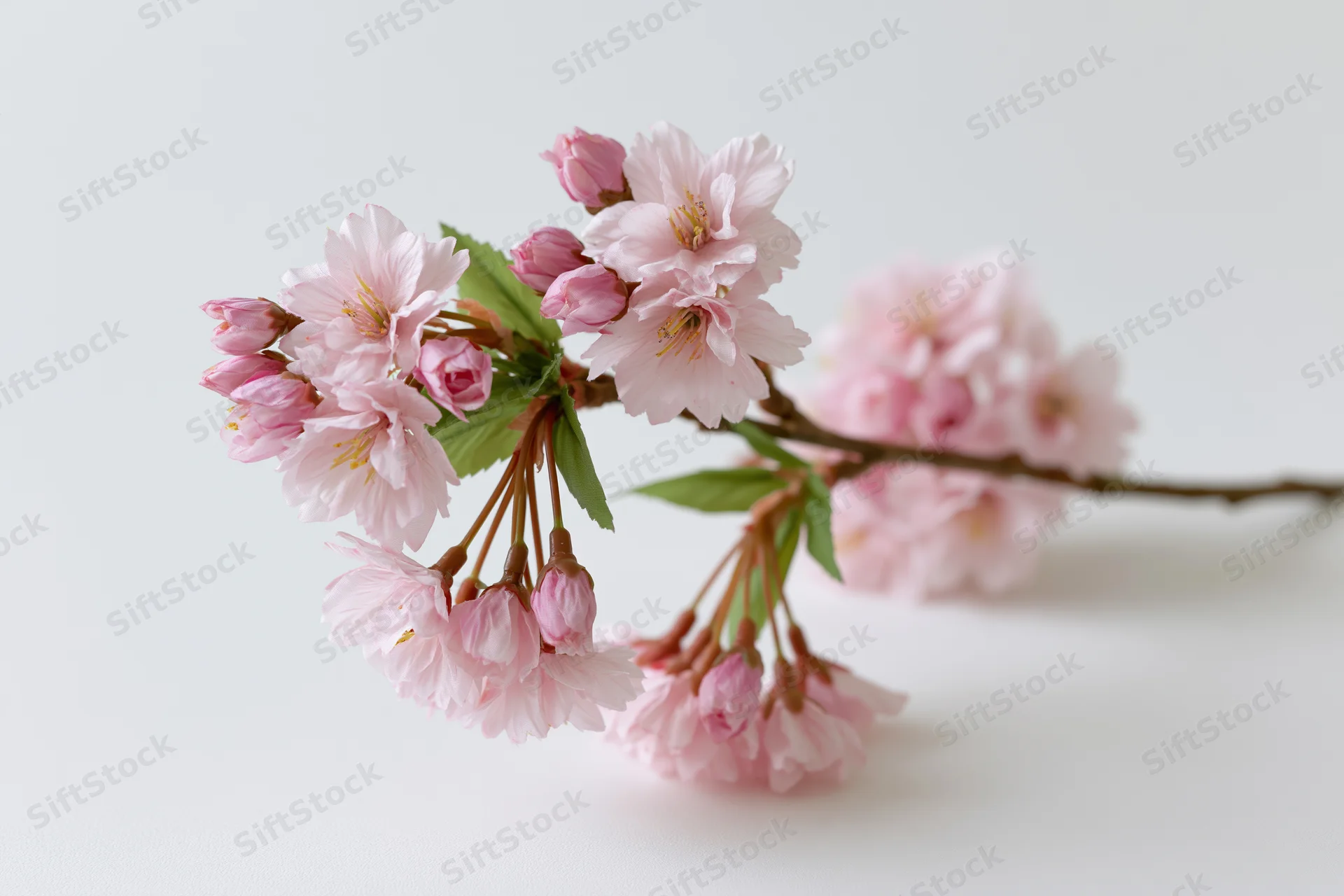 Cherry blossom branch with open pink flowers and buds on white background