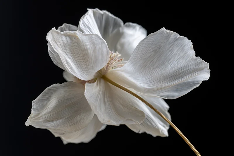 Single white flower with layered translucent petals on black background