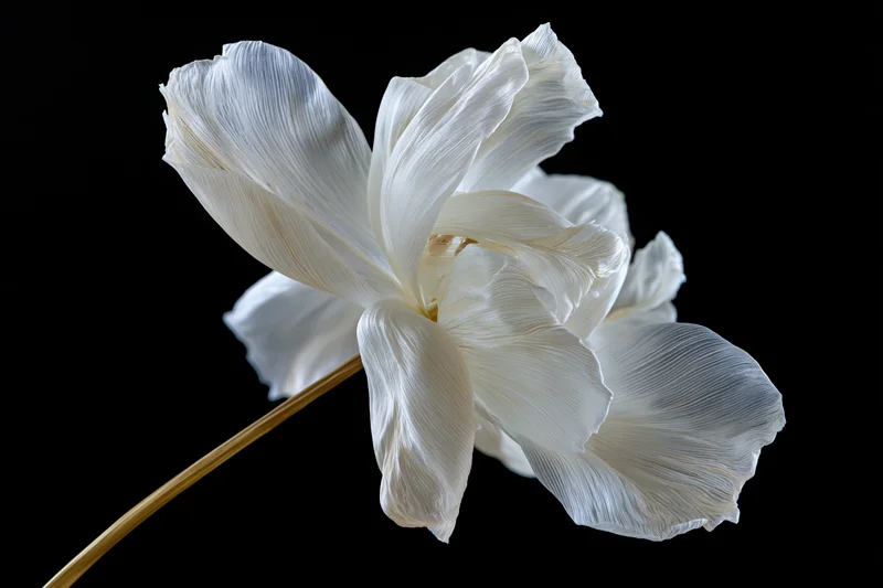 White translucent flower with layered petals on a black background