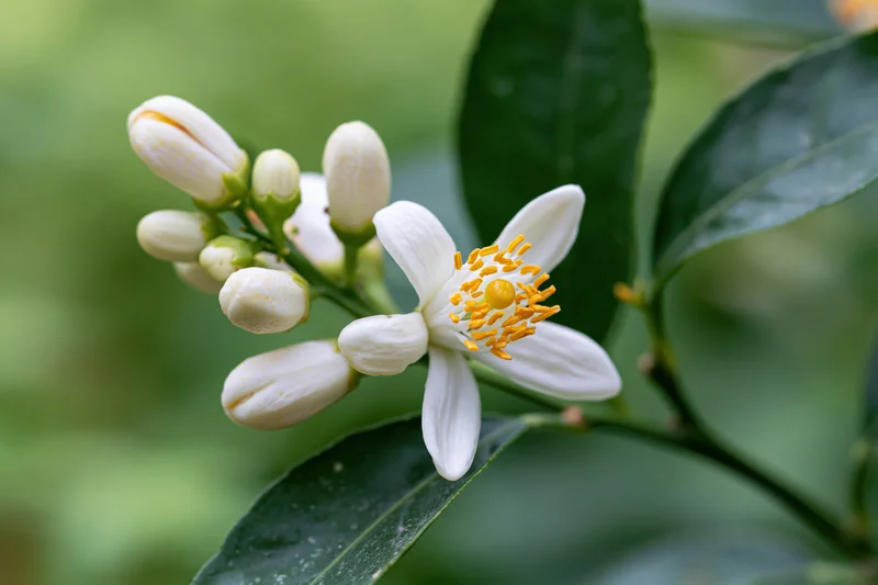 White citrus blossom with yellow stamens and buds on a leafy branch in a garden