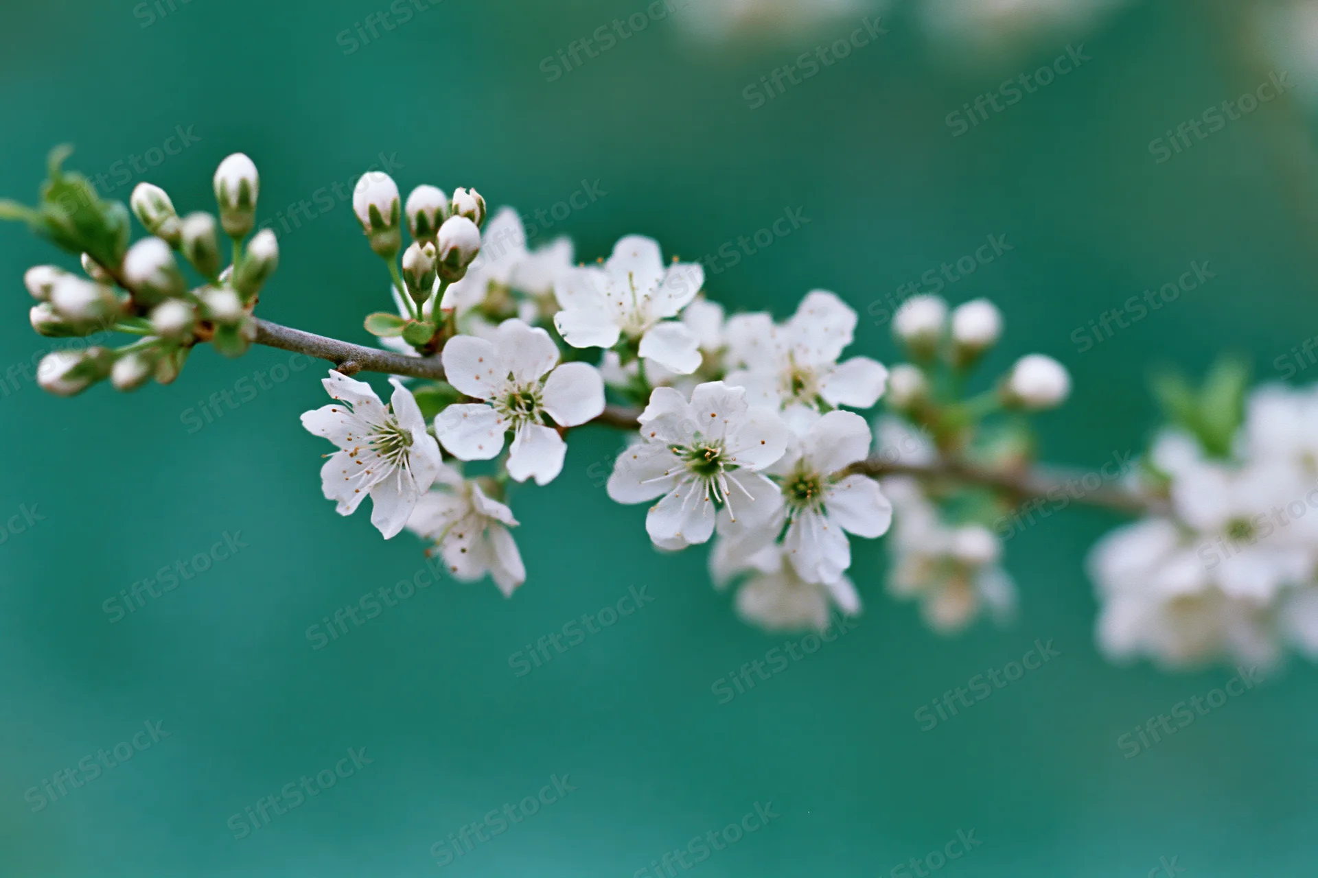 Cherry blossom branch with white flowers blooming against a green background