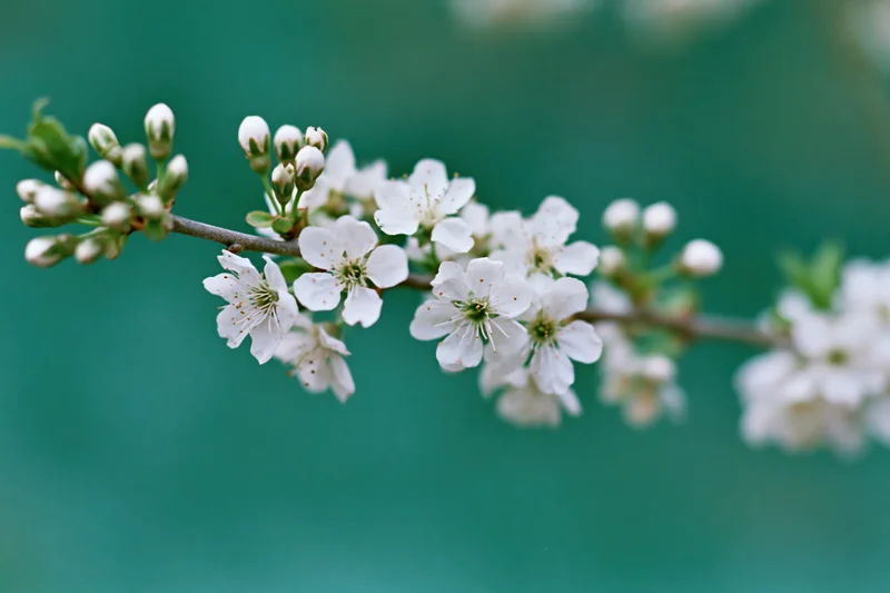 Cherry blossom branch with white flowers blooming against a green background