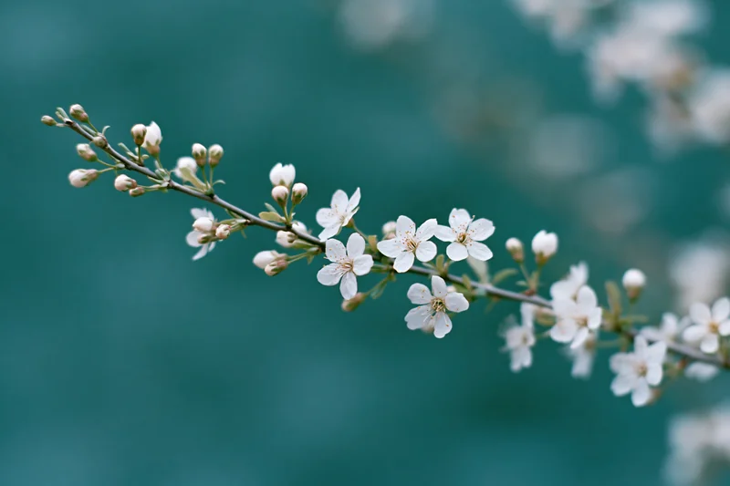 Cherry blossom branch with white flowers blooming against a soft teal background
