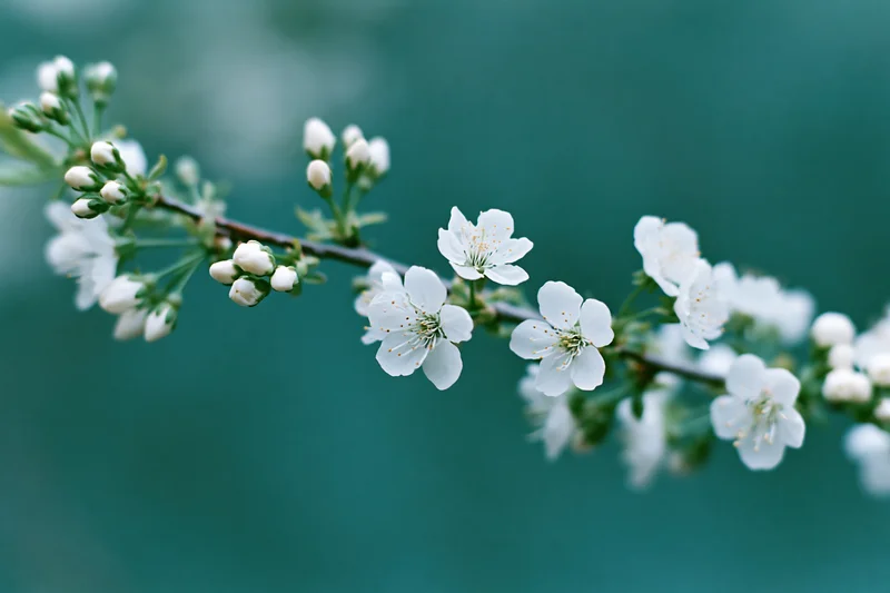Cherry blossom branch with white flowers blooming against a soft green background