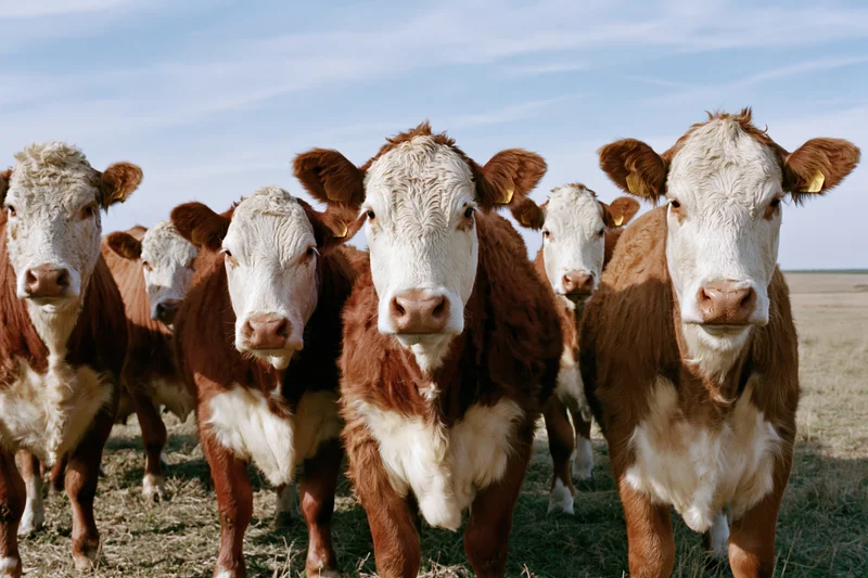 Hereford cattle standing in a grassy pasture under a blue sky