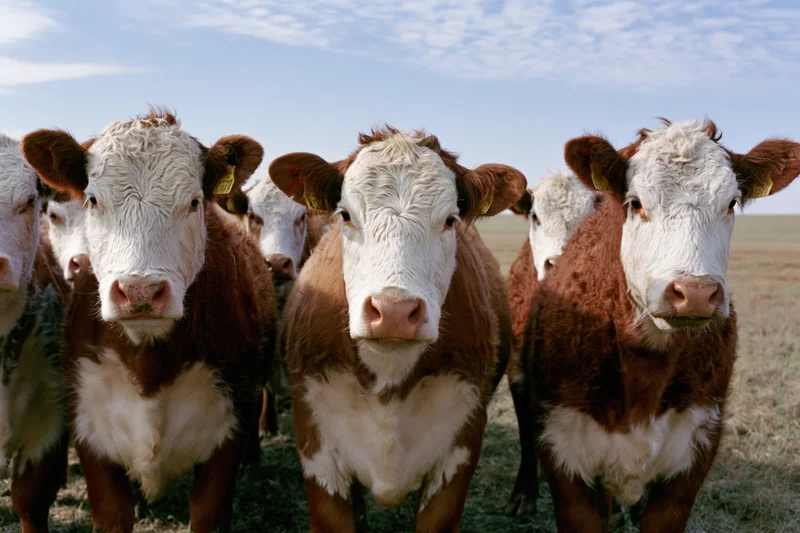 Hereford cattle standing in a row in an open pasture under a partly cloudy sky