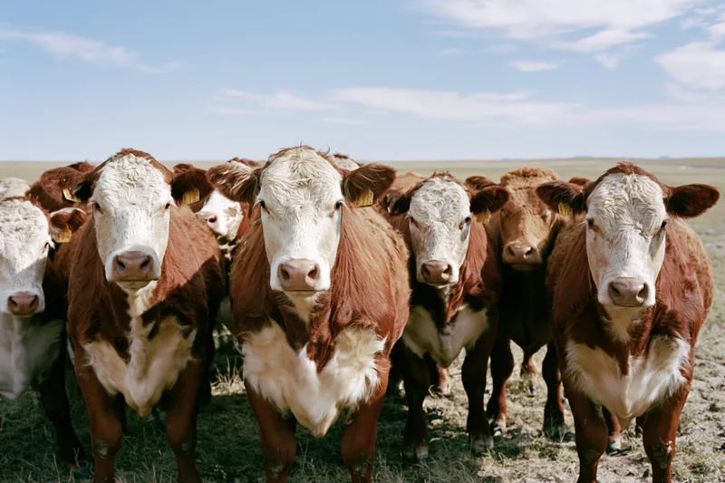 Hereford cattle herd standing in open pasture facing camera