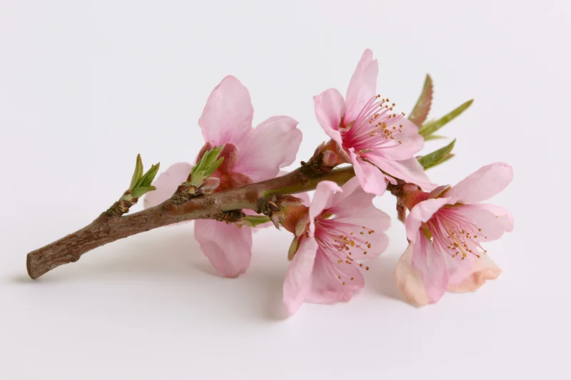 Peach blossom branch with five open pink flowers on white background