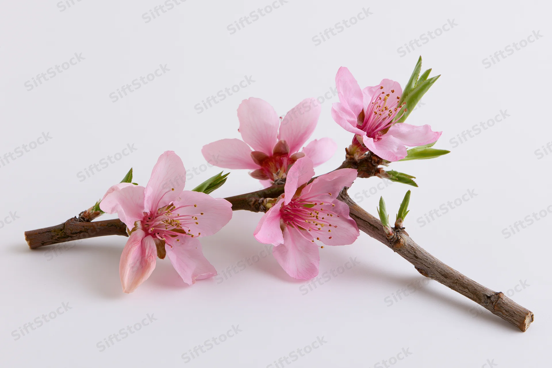 Peach blossom branch with five open pink flowers on white background