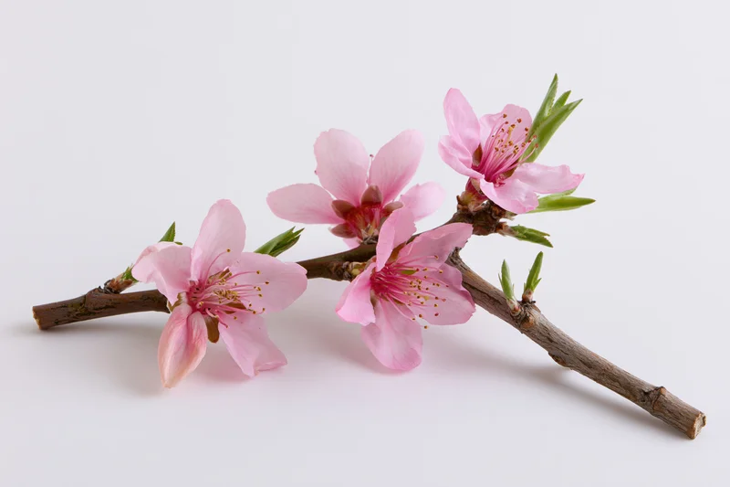 Peach blossom branch with five open pink flowers on white background