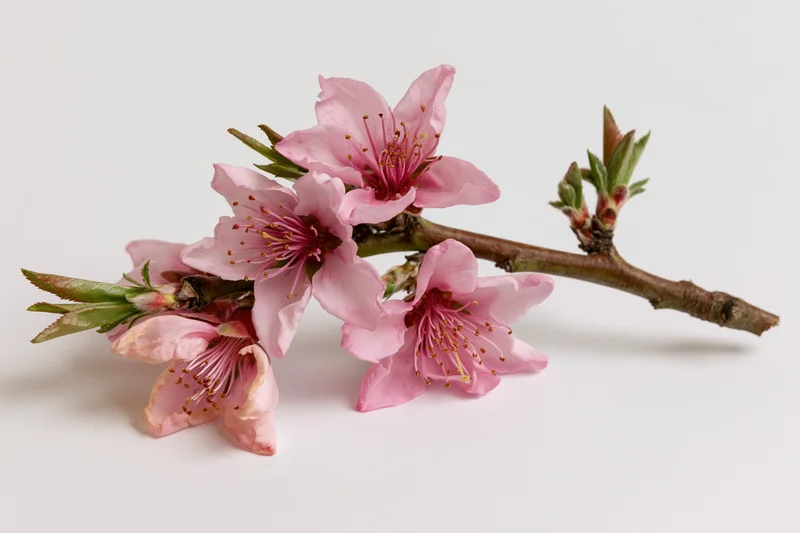 Peach blossom branch with five open pink flowers and buds on white background