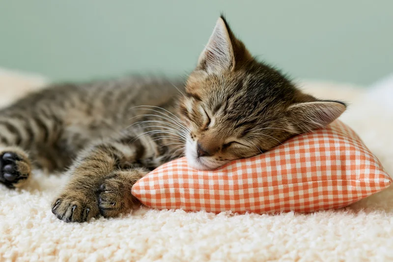 Small tabby kitten sleeping on orange and white checkered pillow on cream fluffy carpet