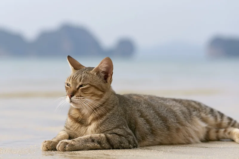 Tabby cat lying relaxed on wet sand at tropical beach with ocean and distant mountains in background