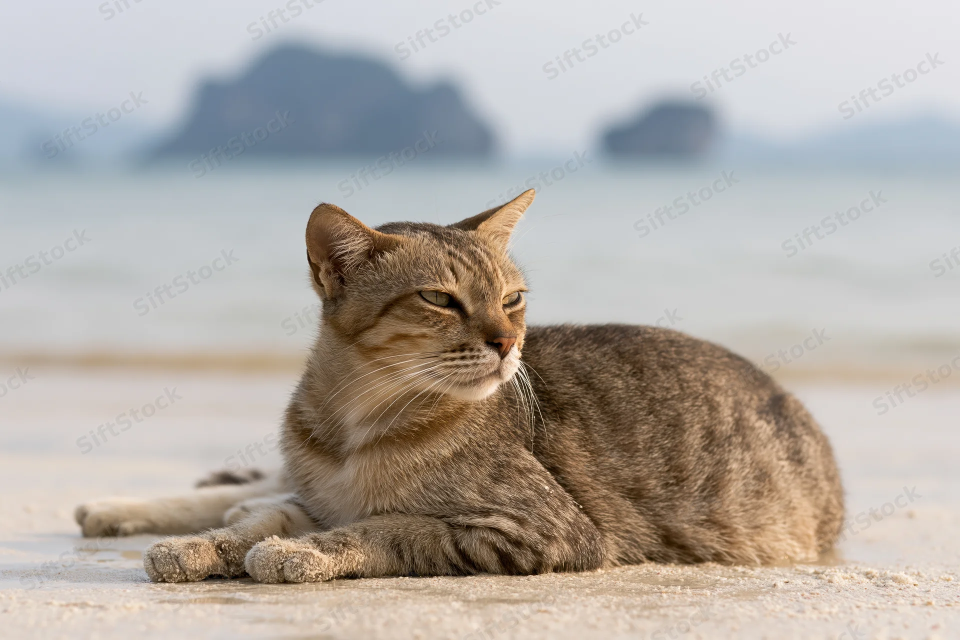 Tabby cat lying relaxed on wet sand at tropical beach with ocean and islands in background