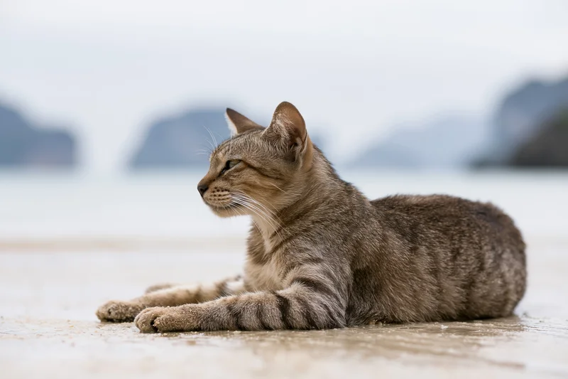 Tabby cat lying relaxed on wet sand at tropical beach with blurred ocean and mountains in background