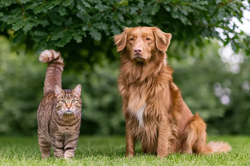 Tabby cat standing with raised tail and nova scotia duck tolling retriever sitting on grass under tree