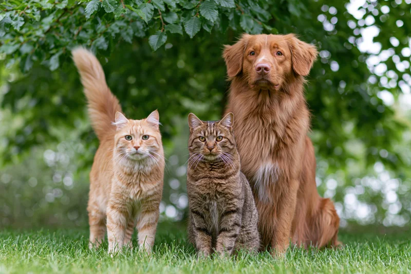Dog and two cats sitting together on grass under tree foliage