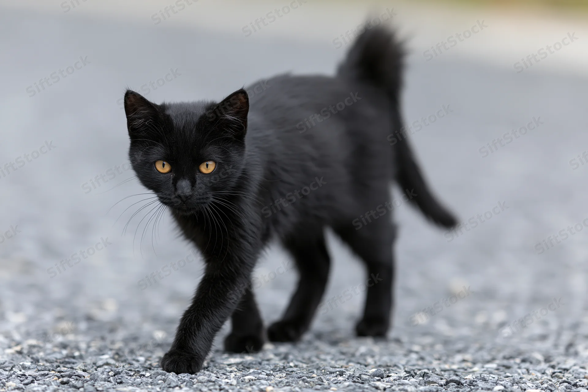 Young black kitten walking cautiously across gravel surface