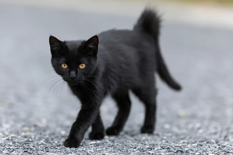 Young black kitten walking cautiously across gravel surface