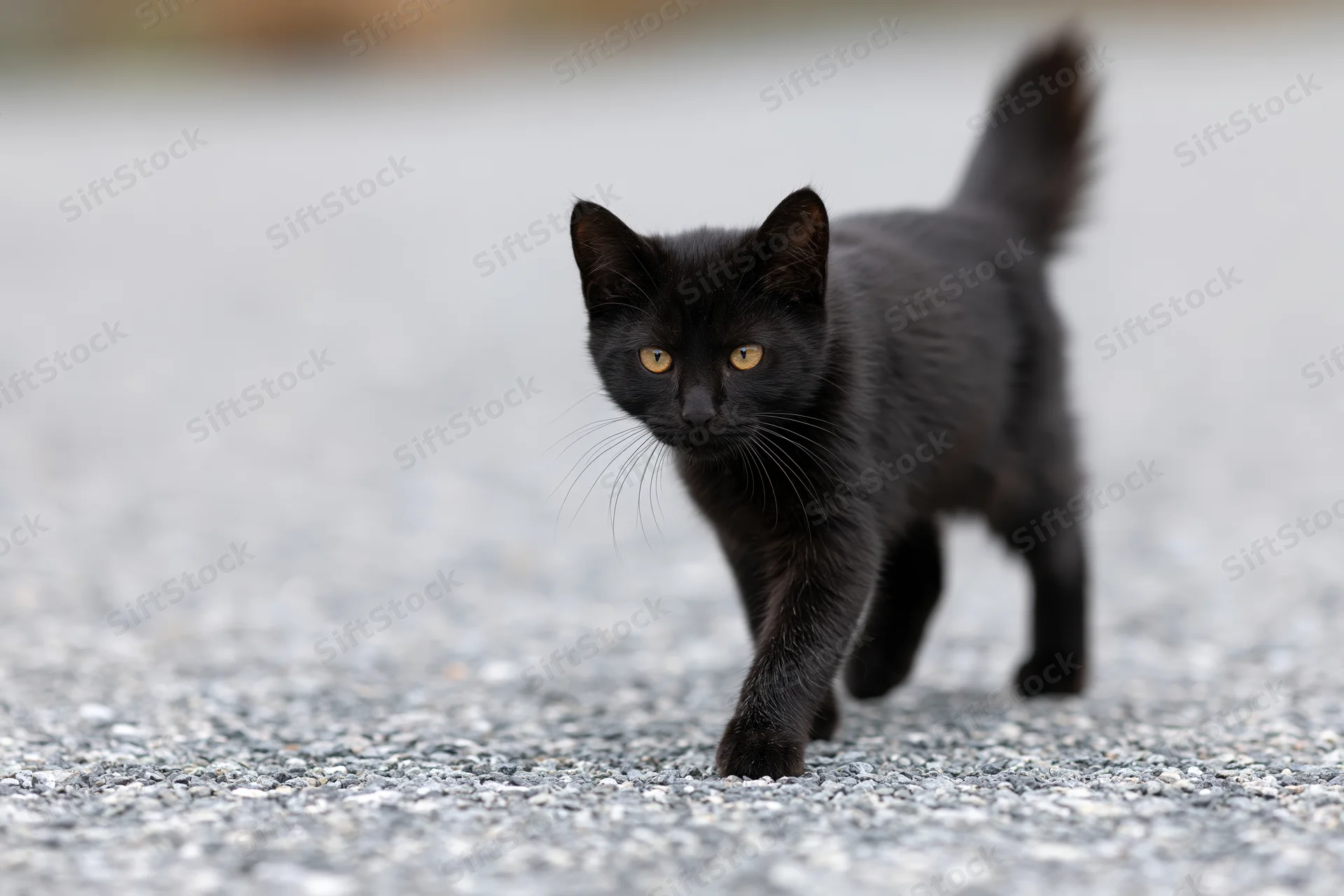 Young black cat walking cautiously across gravel surface