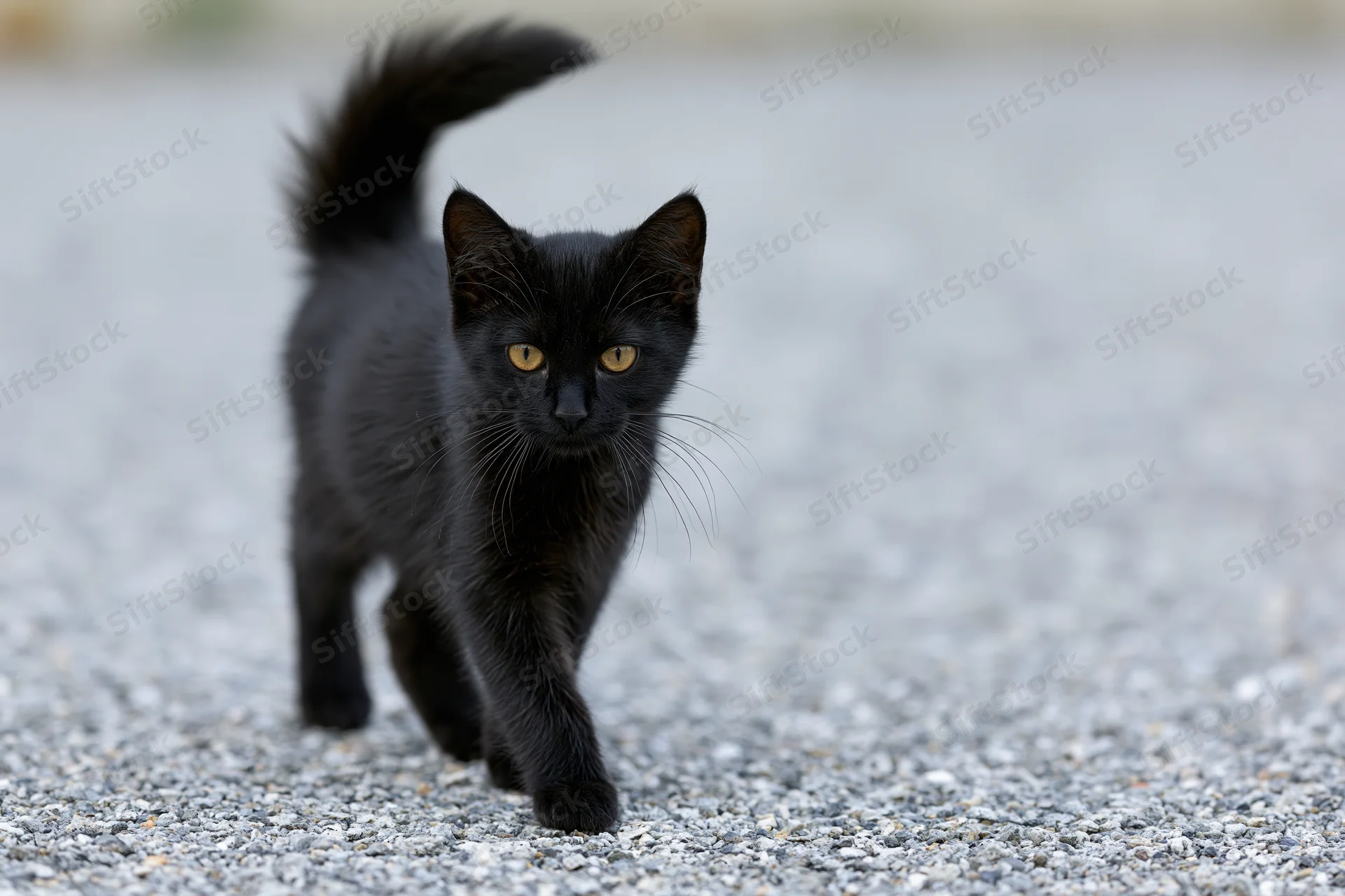 Black kitten walking cautiously across gravel surface outdoors