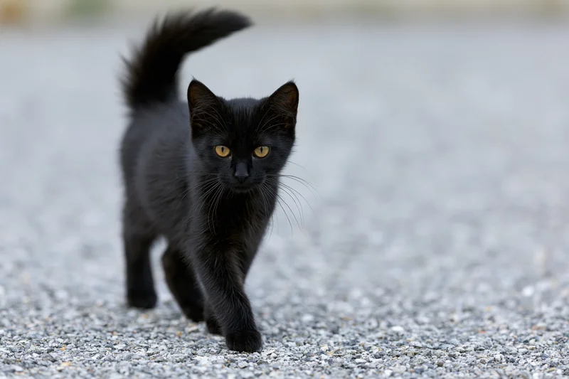Black kitten walking cautiously across gravel surface outdoors