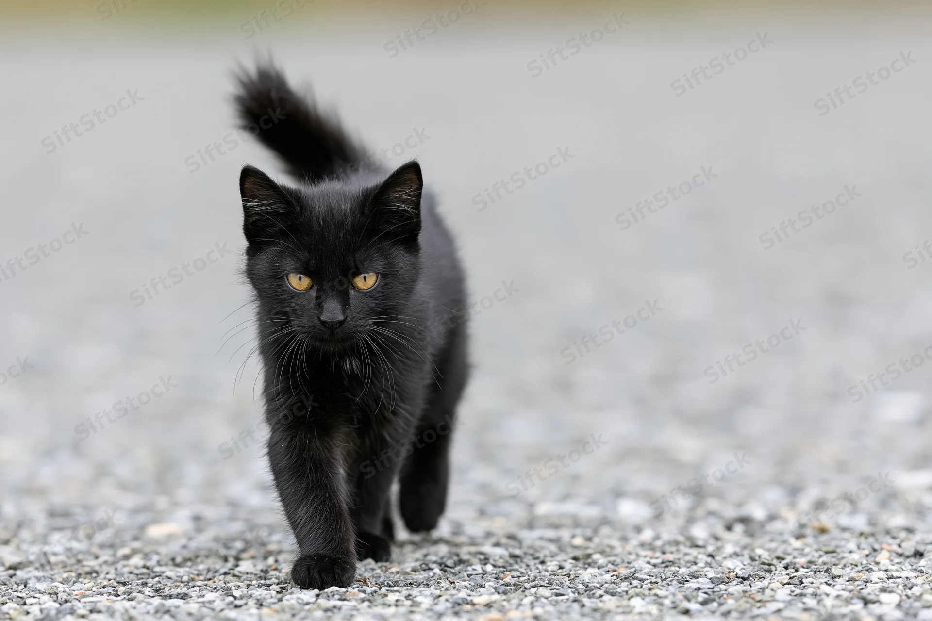 Black kitten walking cautiously across gravel surface outdoors