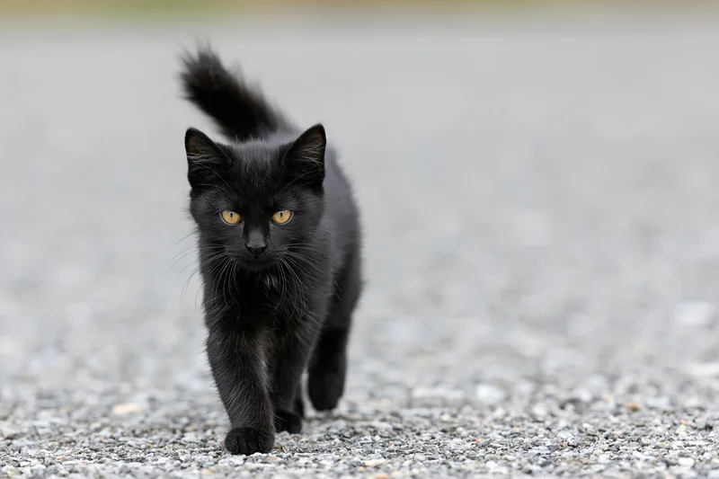 Black kitten walking cautiously across gravel surface outdoors