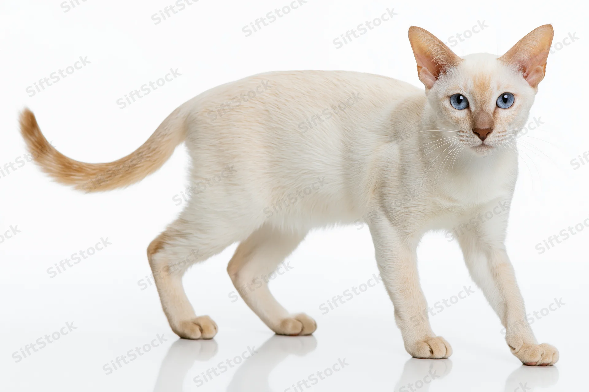 Young cream-white tonkinese cat standing alert in studio with glossy reflection on white floor
