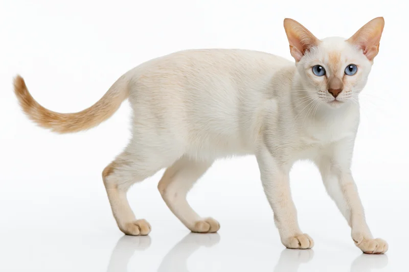 Young cream-white tonkinese cat standing alert in studio with glossy reflection on white floor