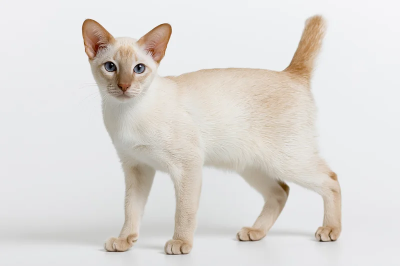 Young cream-white tonkinese cat standing alert in profile against white background