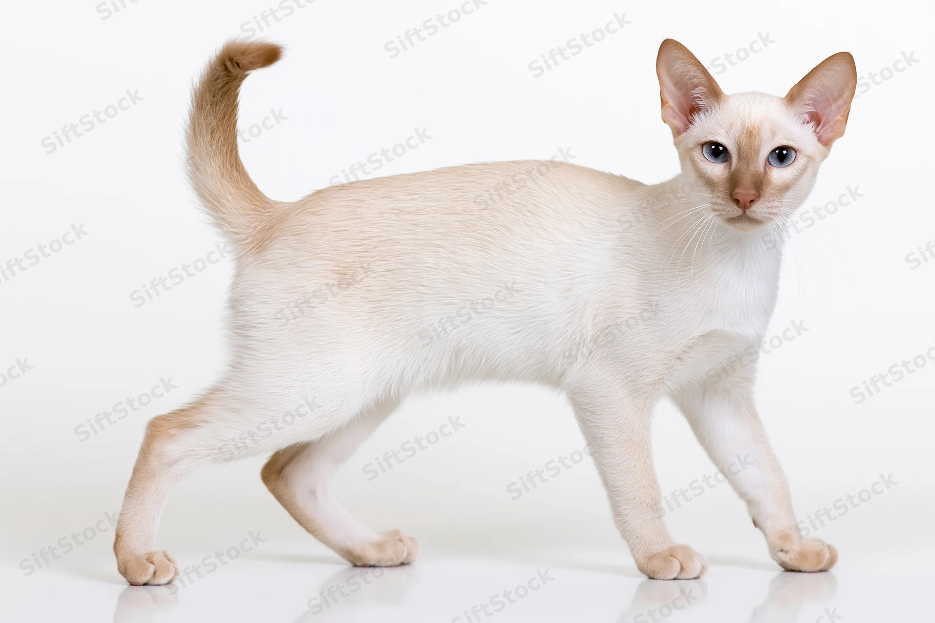 Young cream-white tonkinese cat standing alert in profile on white background