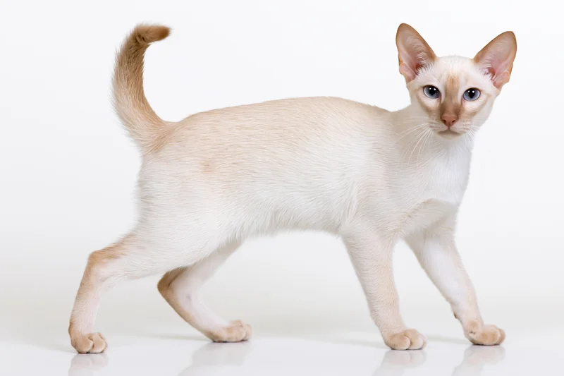Young cream-white tonkinese cat standing alert in profile on white background