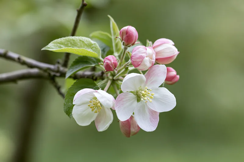 Apple tree branch with white and pink blossoms and green leaves in spring garden