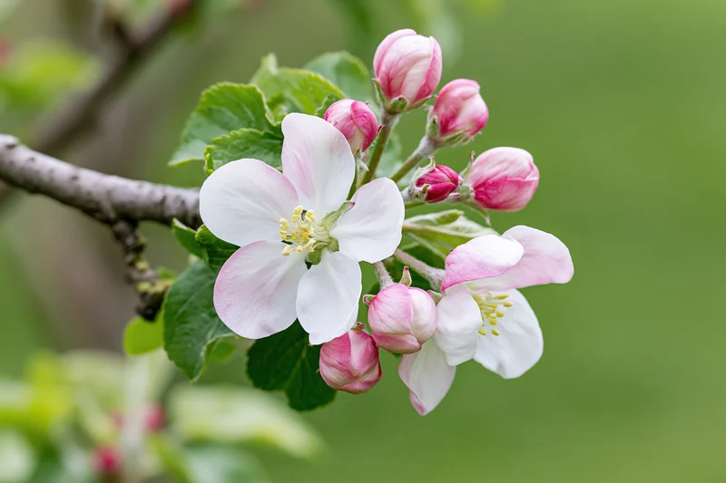 Apple tree branch with white and pink blossoms and green leaves in spring garden