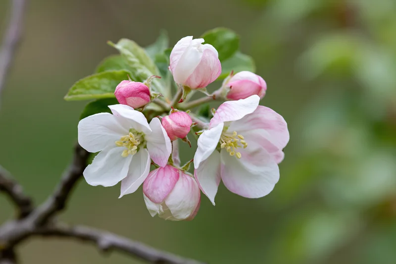 Apple tree branch with white and pink blossoms in spring garden
