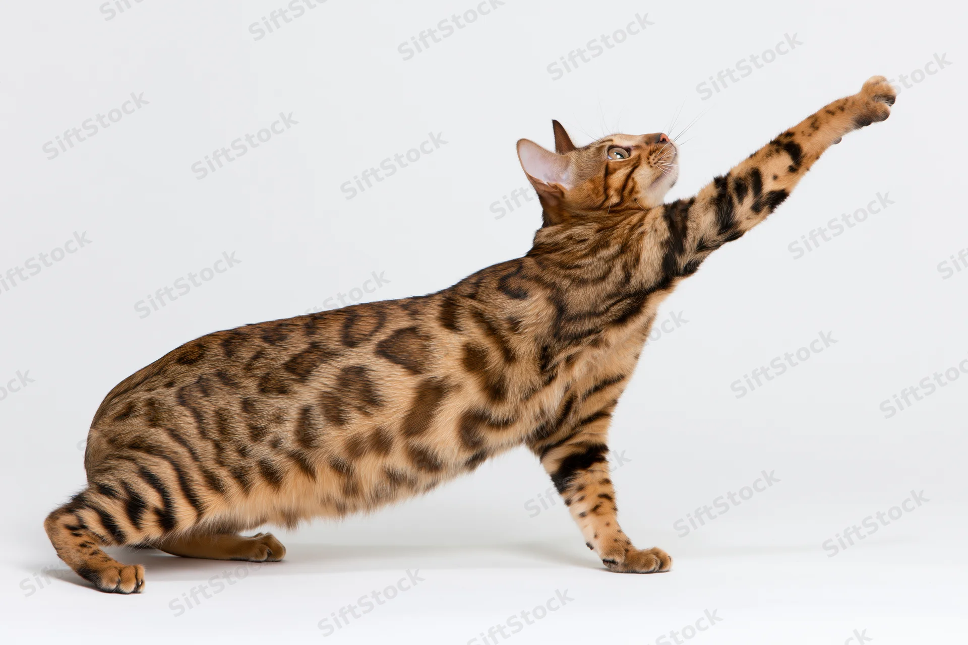 Bengal cat reaching upward with one paw raised in play pose on white background
