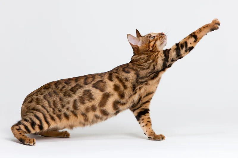Bengal cat reaching upward with one paw raised in play pose on white background
