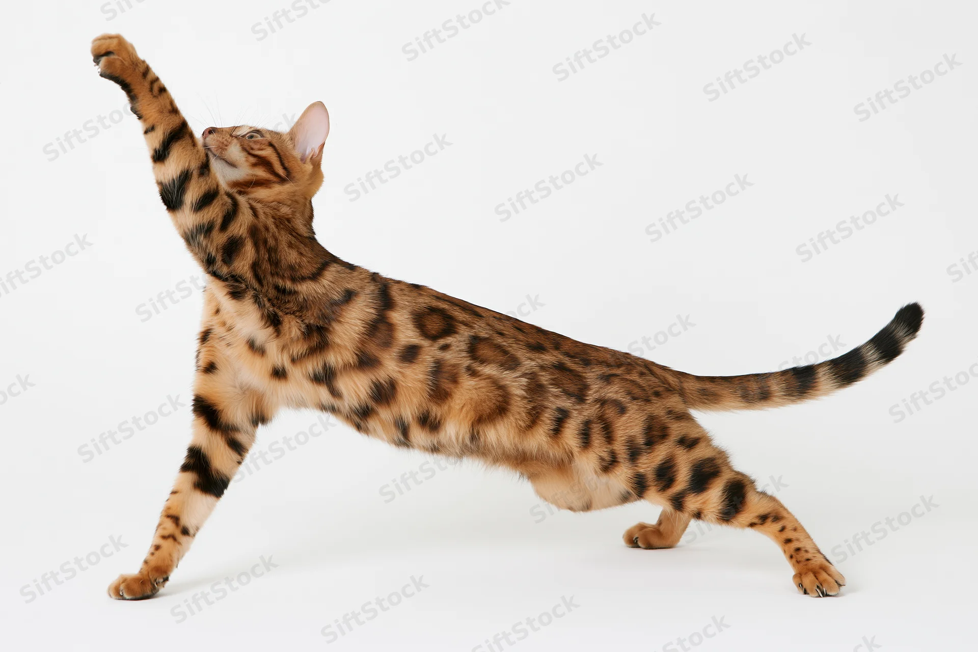 Bengal cat stretching with one front paw raised upward on white background