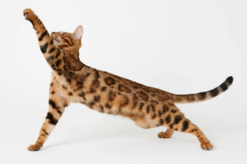 Bengal cat stretching with one front paw raised upward on white background