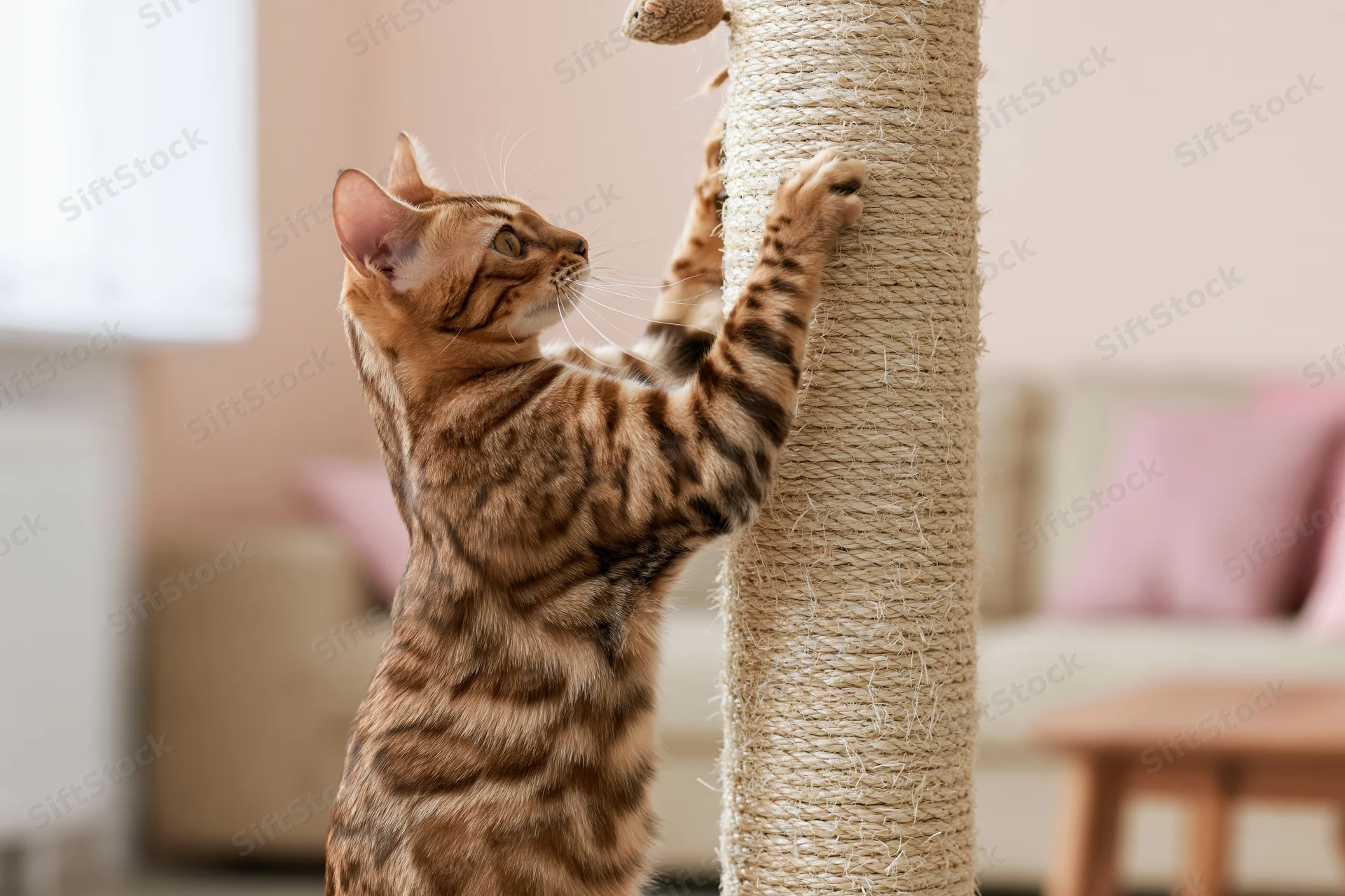 Bengal cat standing on hind legs scratching a sisal post in a living room