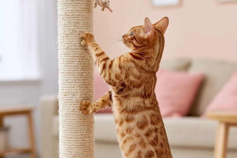 Bengal cat standing on hind legs scratching a sisal post in a living room