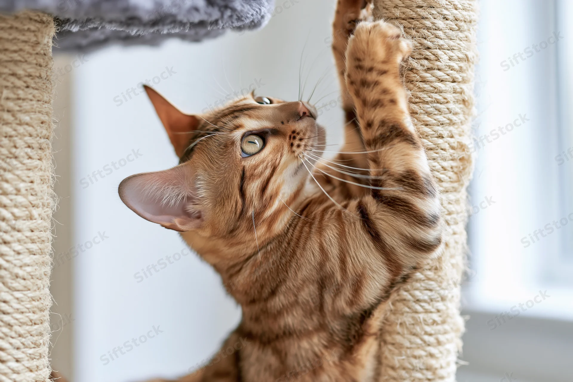 Bengal cat scratching sisal rope on cat tree indoors