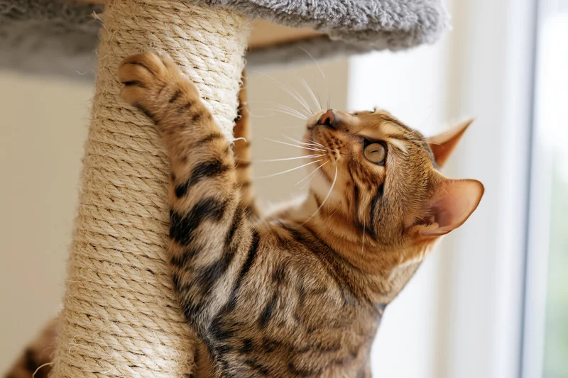 Bengal cat scratching sisal rope post indoors near window